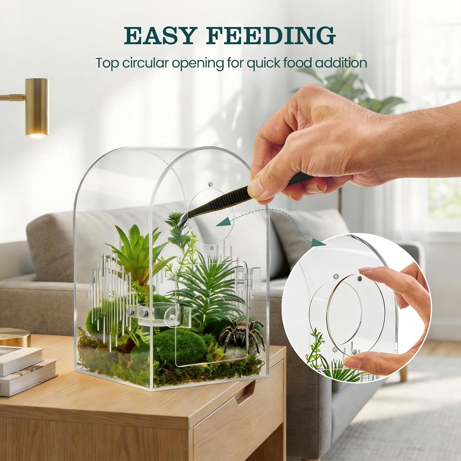 Enclosure de Acrílico para Arañas Saltarinas 🕷️ - Imagen 4