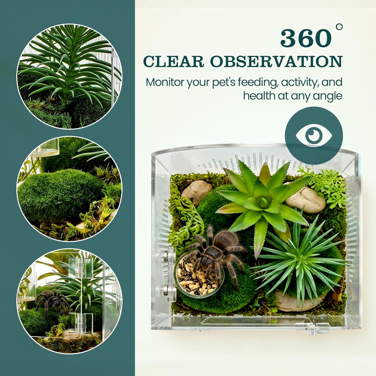 Enclosure de Acrílico para Arañas Saltarinas 🕷️ - Imagen 5