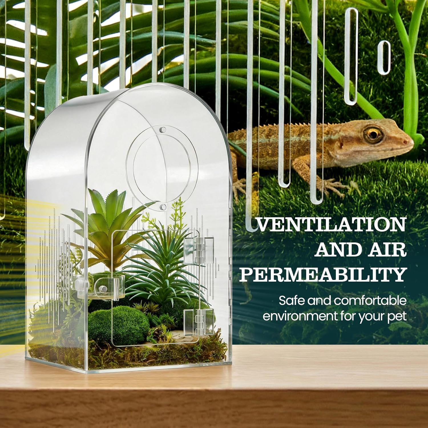 Enclosure de Acrílico para Arañas Saltarinas 🕷️ - Imagen 6